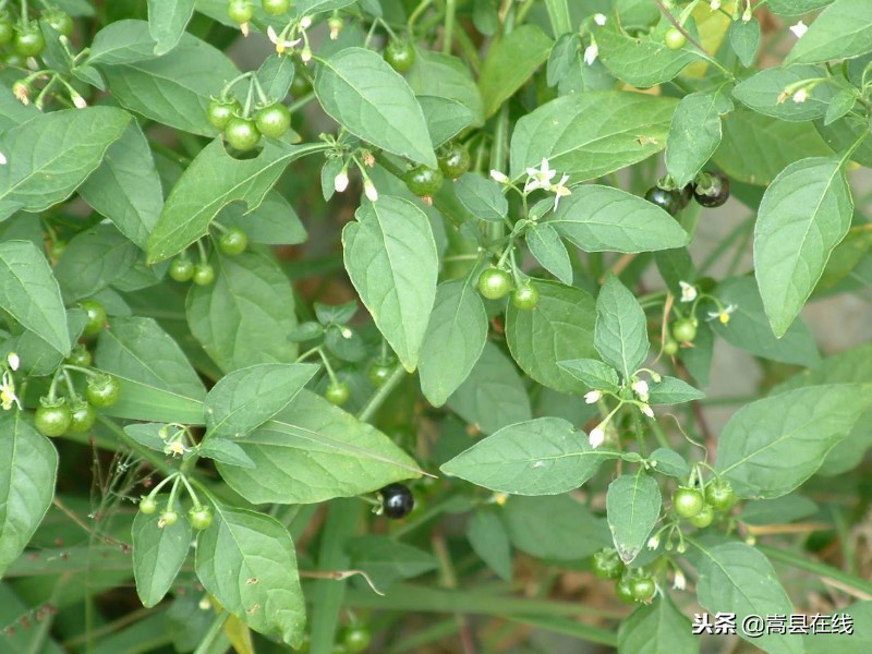 农村身边常见中草药不要错过这些宝贝！