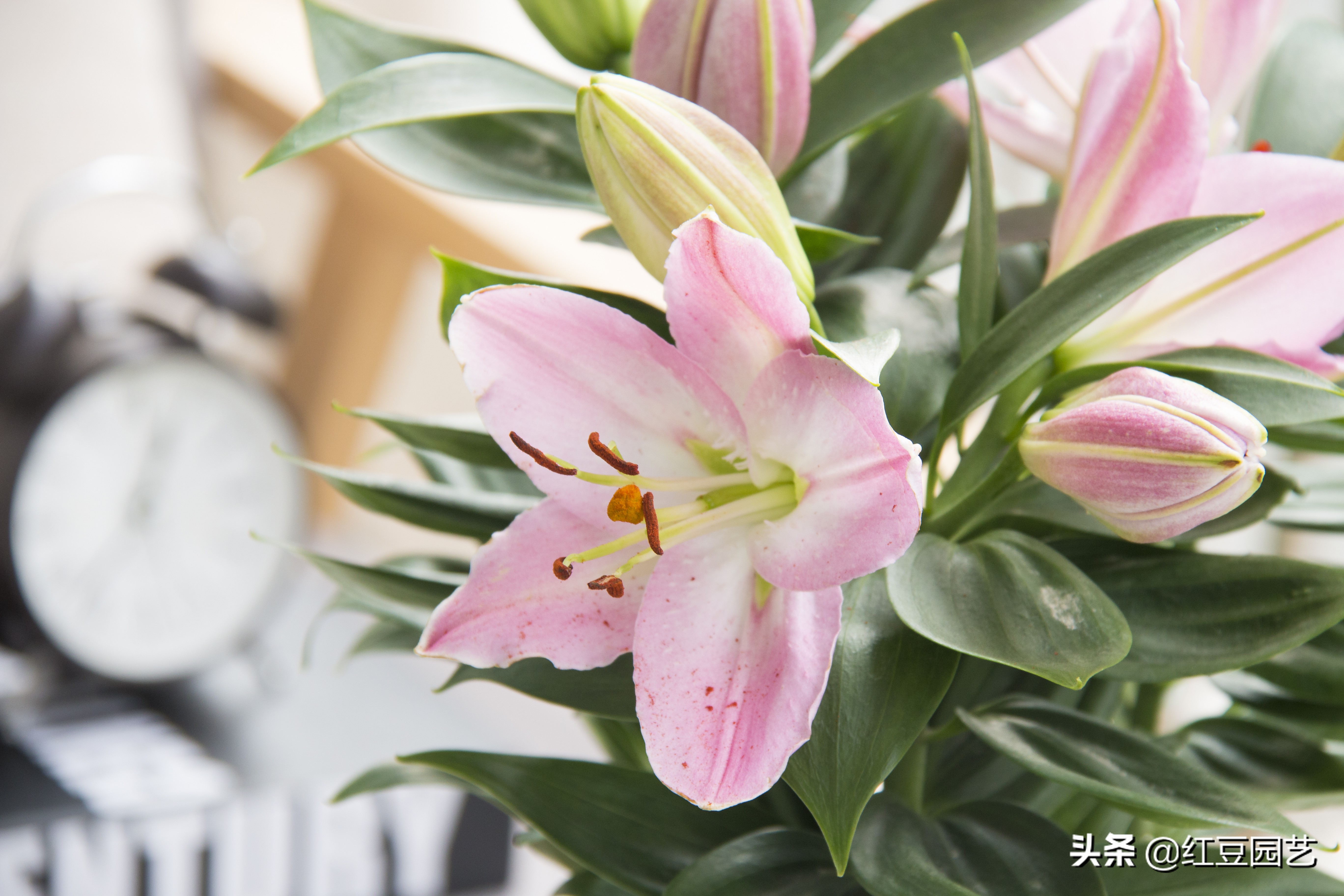 香水百合怎么养才第二次开花,香水百合怎么养才能开花