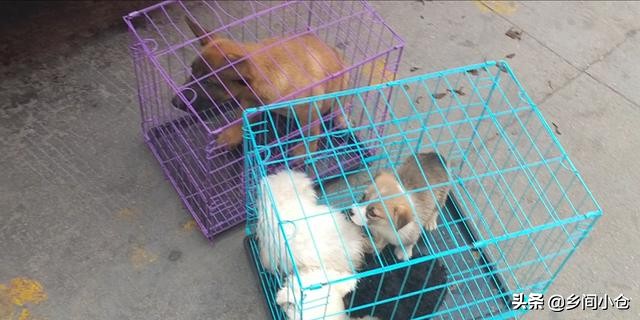 开封狗品种大全,开封狗市是中国最大的吗