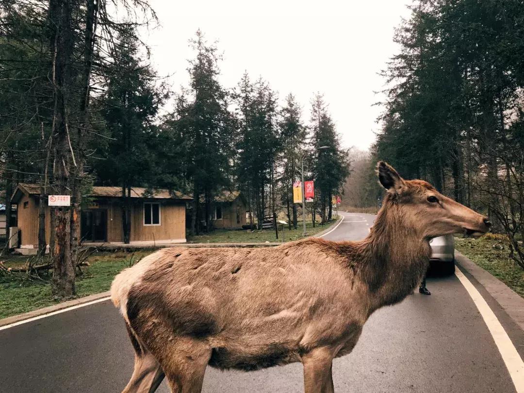 万亩杜鹃花开！邂逅野生水鹿，观云海住树屋，成都自驾3.5h就到！