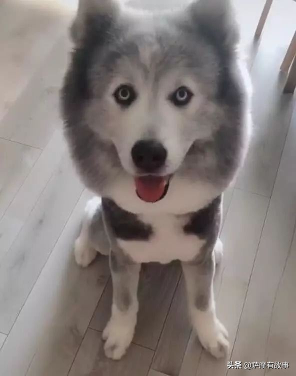 委屈！萨摩耶的混血，是一点没混出萨摩耶的美貌