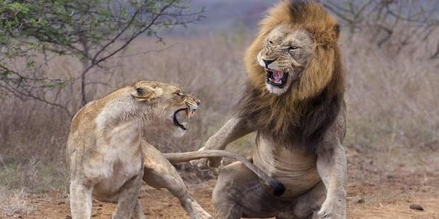 老虎VS狮子，会碰撞出怎样的火花？打得真厉害