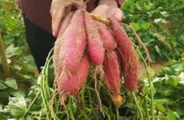 尿酸高吃低嘌呤的食物有哪些,经常吃低嘌呤的食物尿酸会降低吗