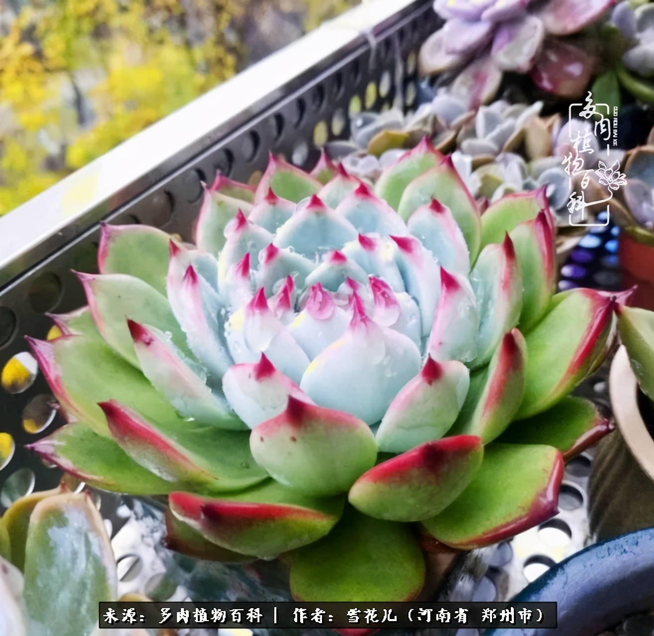 我的多肉乐园,多肉三寸阳台效果图