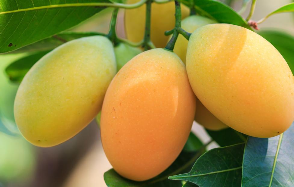 芒果树结满芒果了,芒果树怎么结出绿的芒果