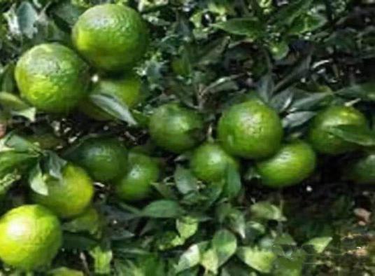 最适合糖尿病人喝的茶是哪一样,最适合糖尿病人喝的茶是什么茶