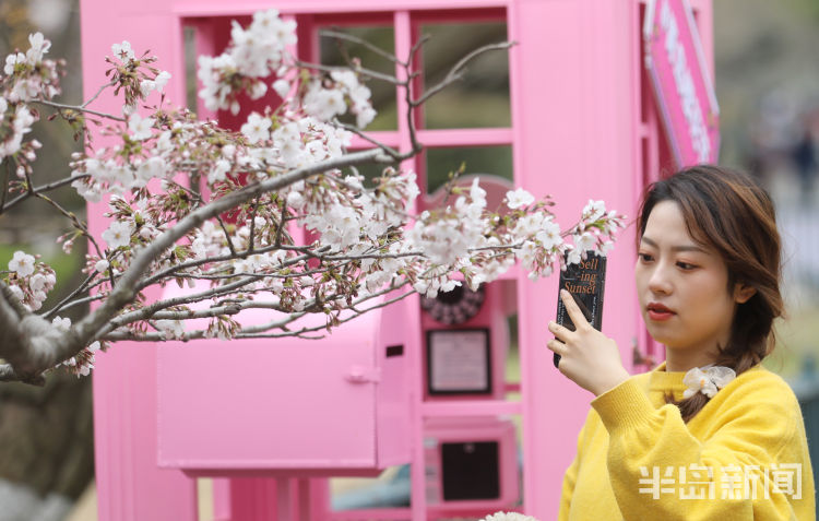 半岛叨叨丨满园尽带“浪漫粉”！樱花节开幕，打造城市IP！看青岛如何撬动美丽经济