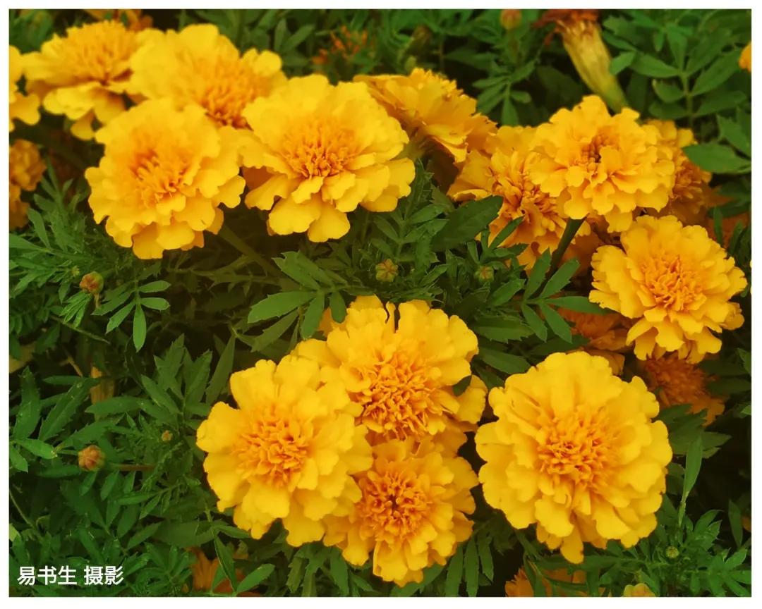 作家手记梦中的考试杨德振,作家手记爱与恨杨德振