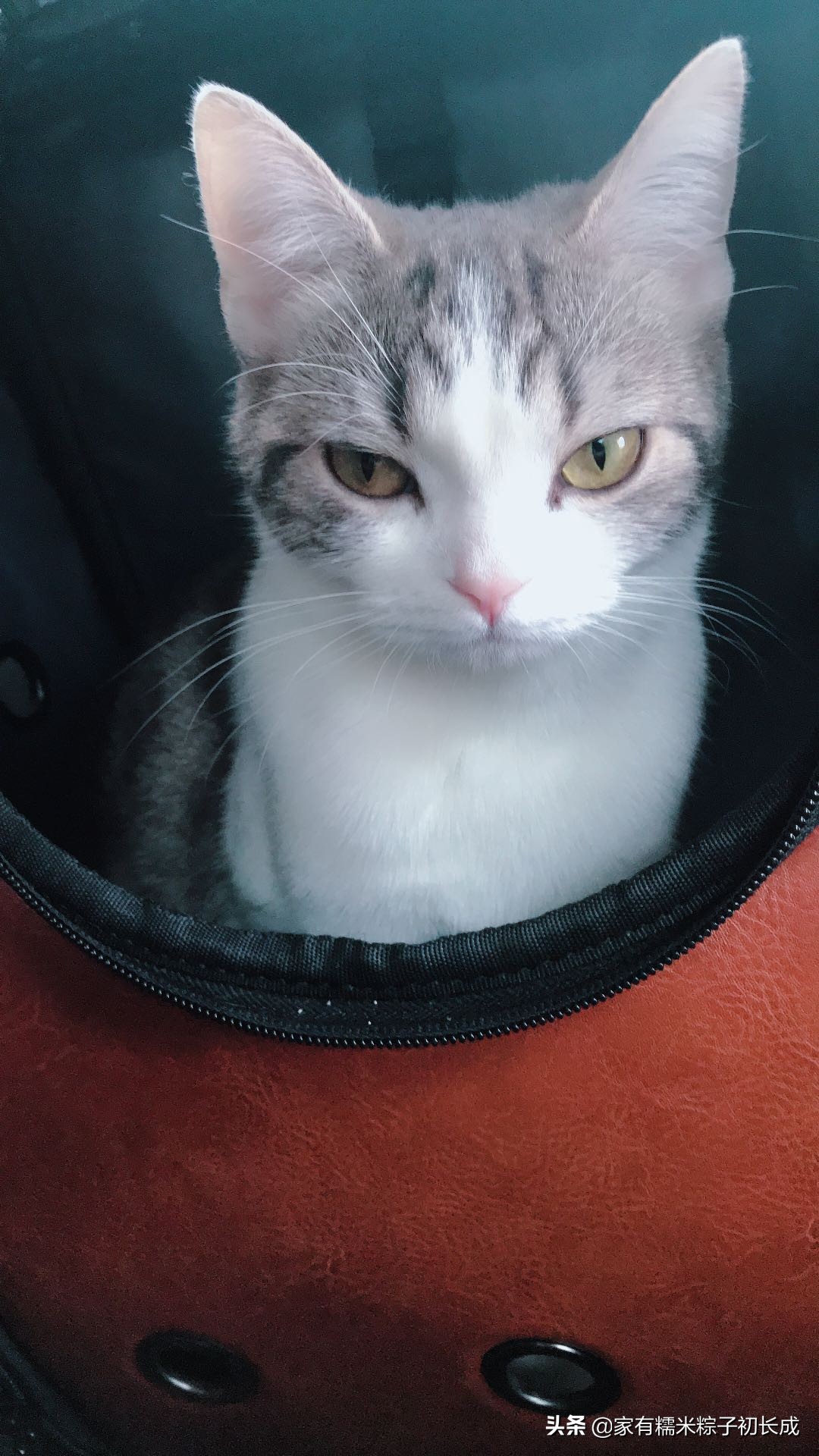 猫咪备孕记录,猫咪糯米的一生