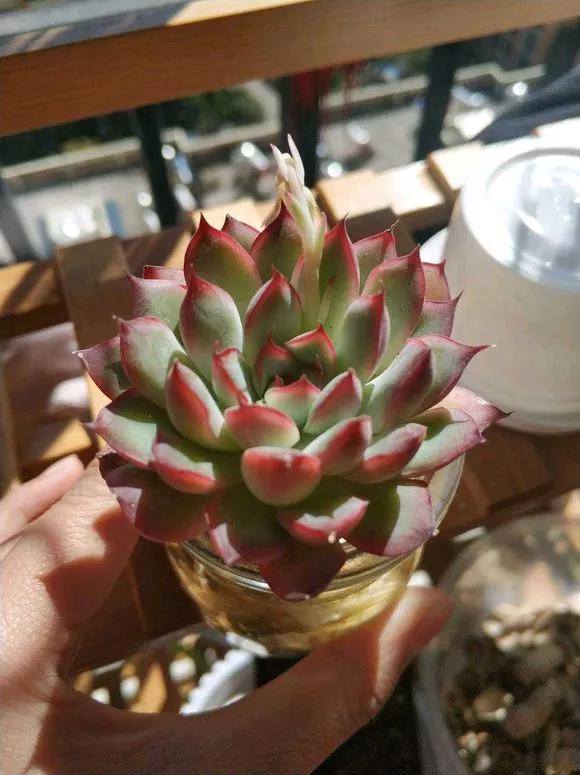 怎样让水培绿萝和吊兰长得快,绿萝吊兰水培后如何盆栽