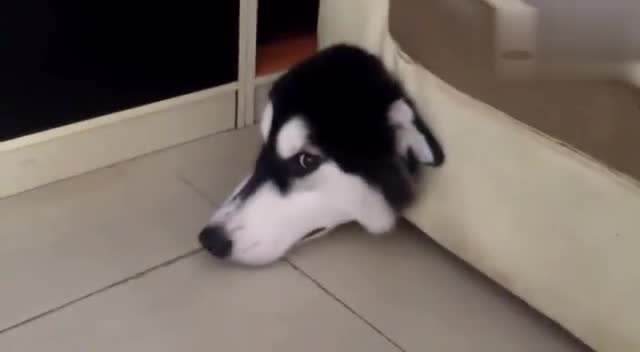 哈士奇拆家的能力到底有多强,二哈拆家和哈士奇拆家谁更厉害