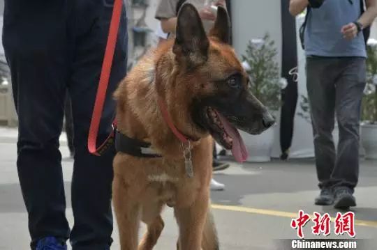 汶川地震狗救了32条人命,汶川地震狗狗救人21人