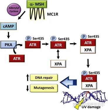 雀斑是怎样形成的用什么方法除去,雀斑能去掉吗五个消除雀斑的方法