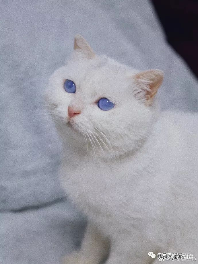 北京小公主靠吸猫血成百万大V，直播整容、大照骗、2年养死3只猫