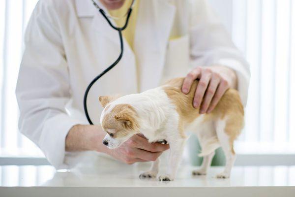 关于狗的喂食方法,狗到底该怎么喂养