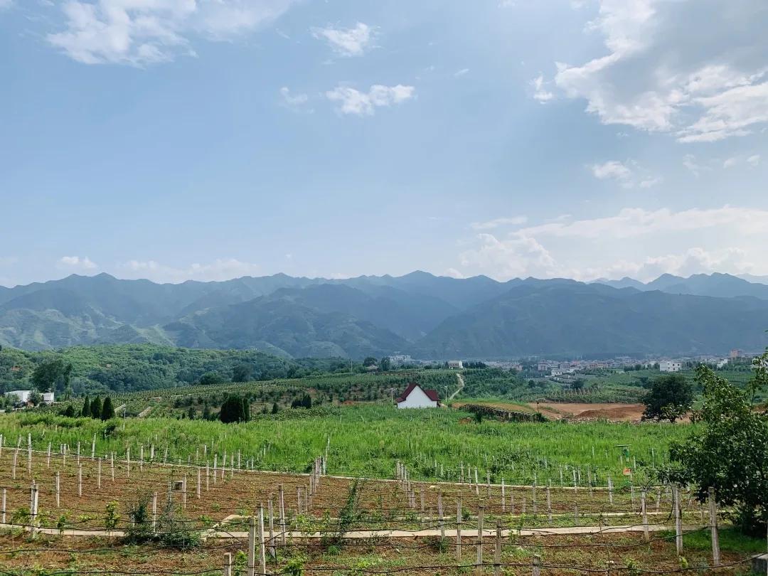 陕西丹凤葡萄酒厂西安总经销,渭南丹凤葡萄酒厂新闻报道