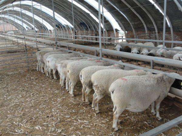 政府帮扶添信心养羊走上致富路,脱贫攻坚养羊走上致富路