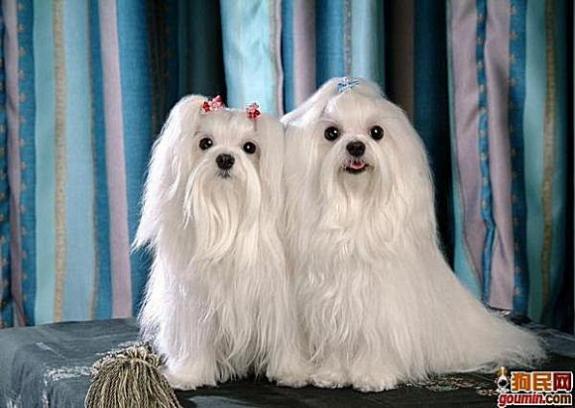 鐙楃嫍澶у叏鍙埍,鍙埍鐨勫皬鐙楃嫍閫佺粰鐖辩嫍浜哄＋