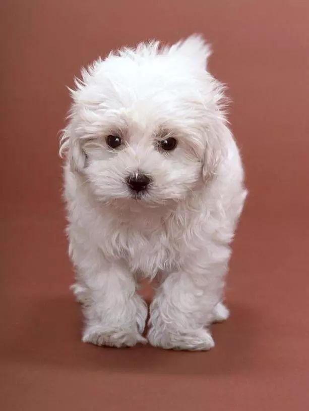 狗狗怀孕的特征和注意事项，你知道吗？