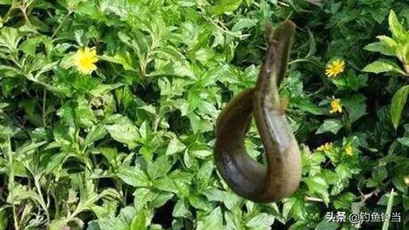 又到钓龙虾的季节,又到了一年秋季了怎么钓鲫鱼