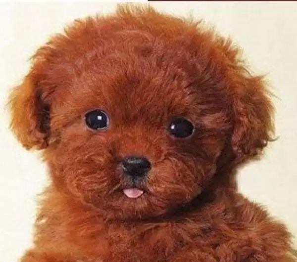 五种狗狗汪星人,十大最受欢迎的大型狗狗排名