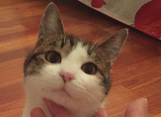 十块钱就能买一只狸花猫是真的吗,几十元的狸花猫能养吗