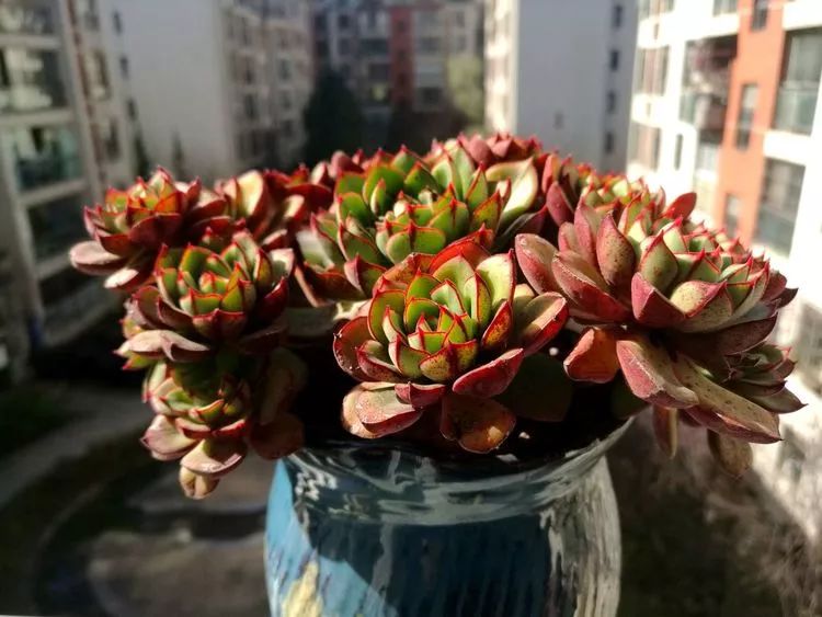 冬日暖阳邂逅最美的多肉,冬日暖阳和多肉暖了我的心