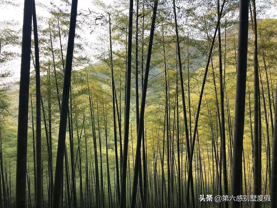莫干山住宿排行榜新鲜出炉，这座“国民冰箱”堪比夏日芬达
