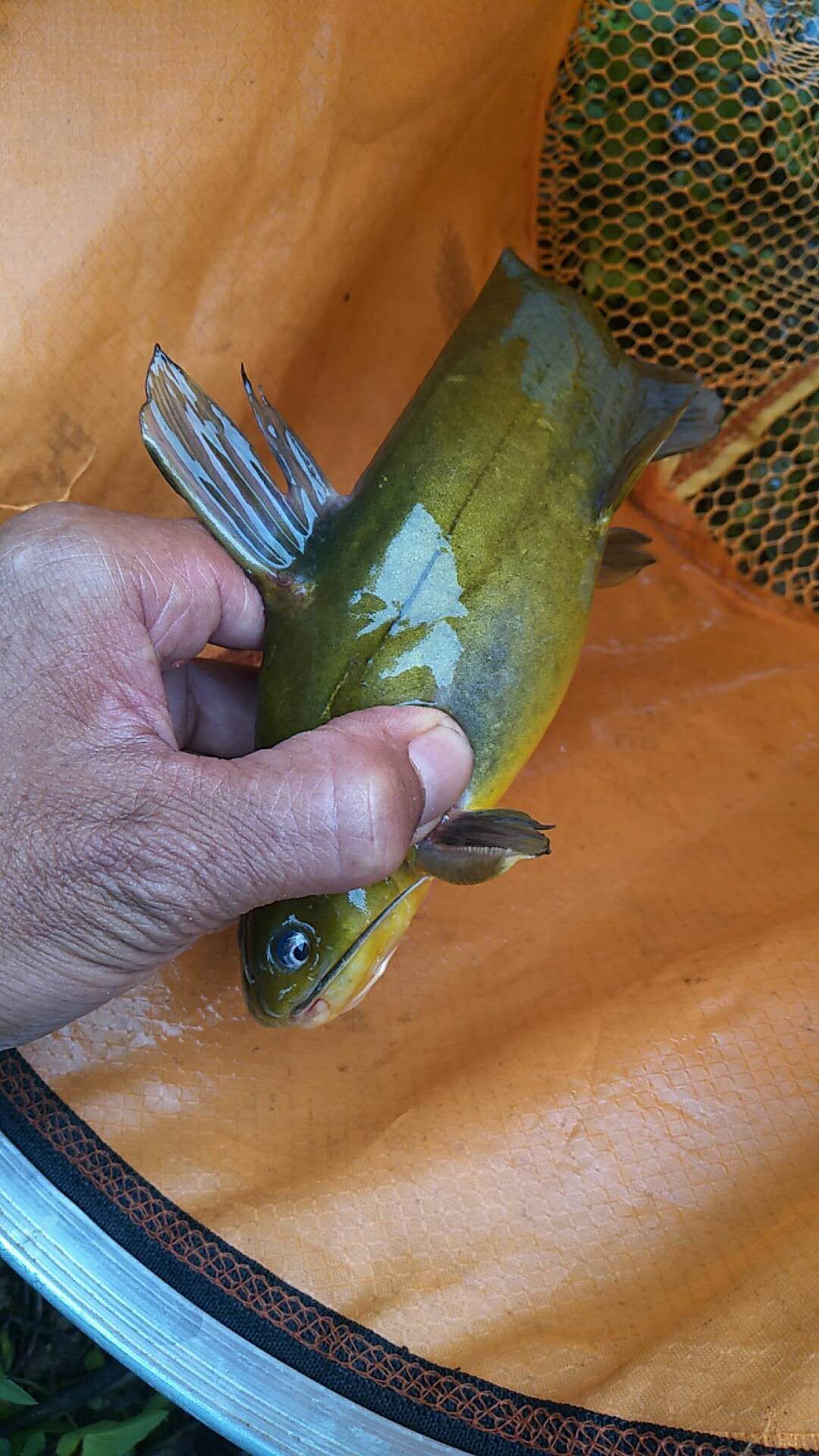 钓黄颡秘诀一夜钓几十条太过瘾了,黄颡鱼用什么饵料最好用