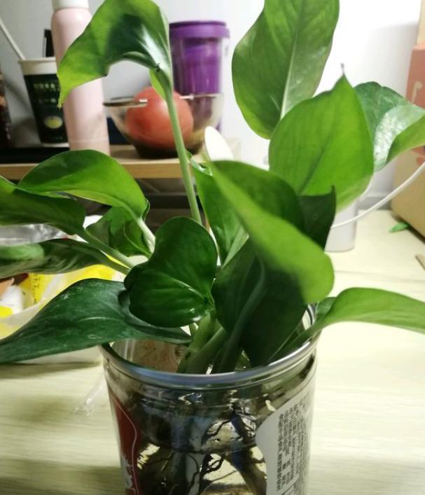 水培绿萝怎么养才能长得更旺盛,水培绿萝水培方法和注意事项