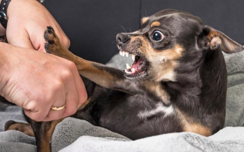 吉娃娃多肉最大的缺点,混血吉娃娃的缺点