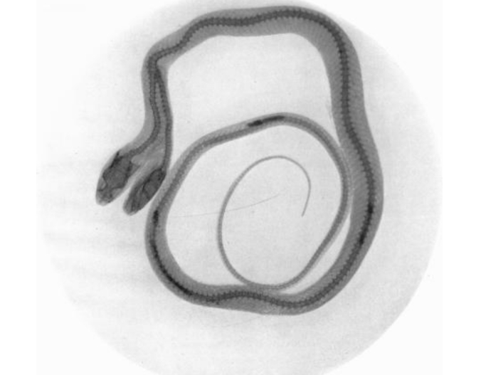 美国双头蛇同时吞下2只老鼠,双头蛇进食老鼠