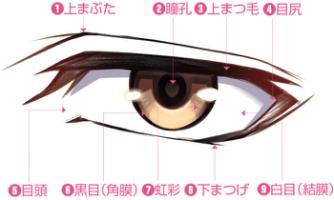 如何画正侧眼睛简单的方法,怎么画眼睛真正的眼睛用铅笔画