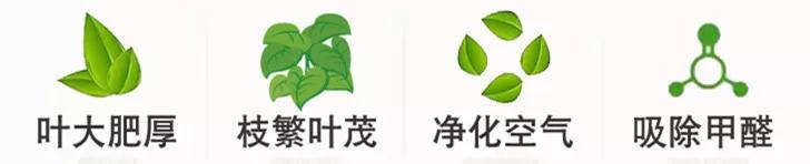 防蚊虫的花草绿植适合在院子种植,杀菌抗菌抑菌的15种花卉绿植