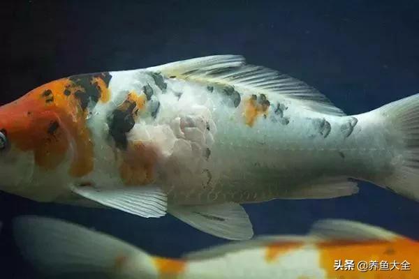 鱼缸水可以治疗鱼病吗,养鱼如何治鱼病