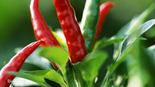 天底下顶好的调味品就是饥饿｜最忆那年那月的酸甜苦辣味