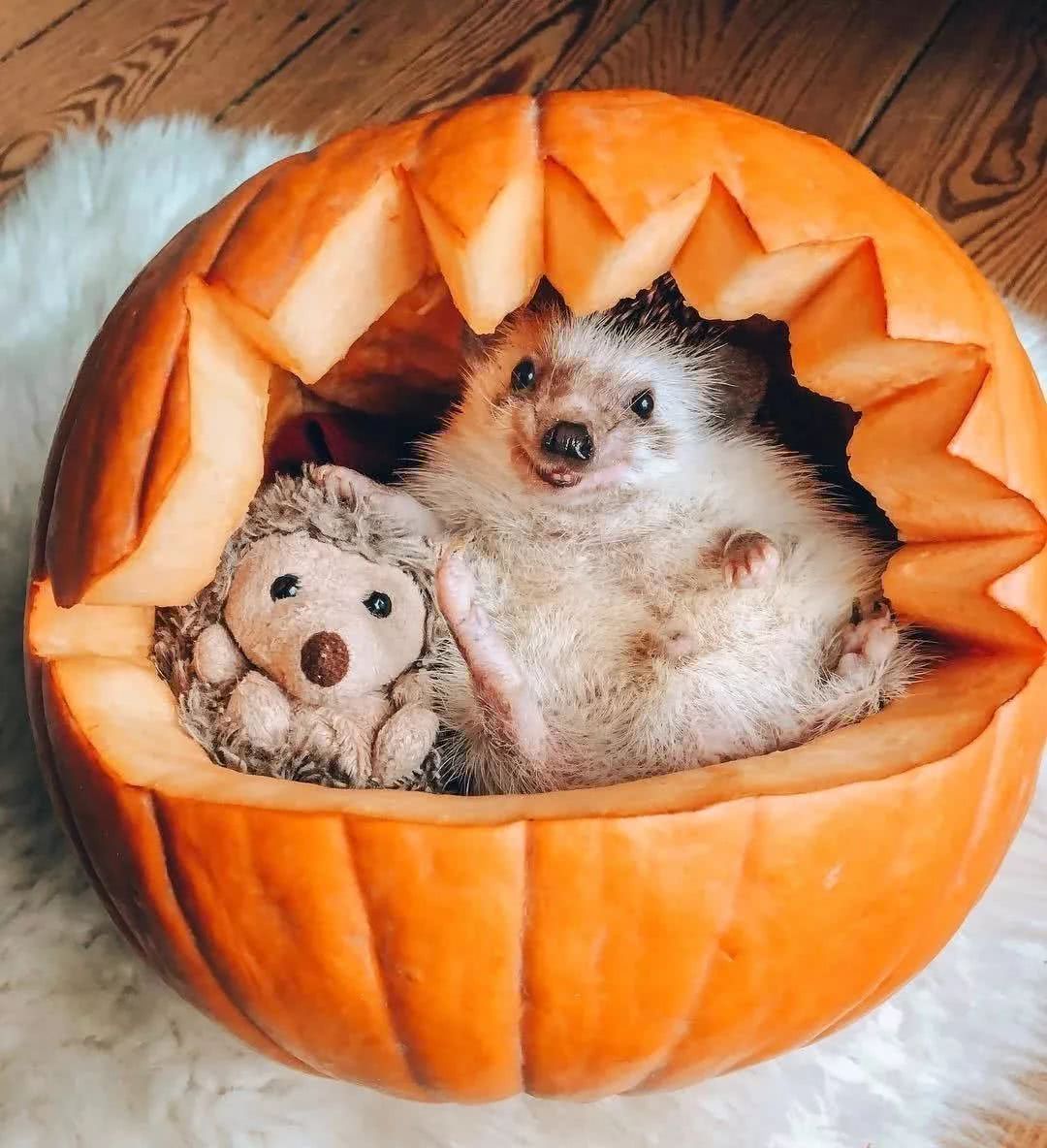 网红小刺猬——过成了你最想要的样子。