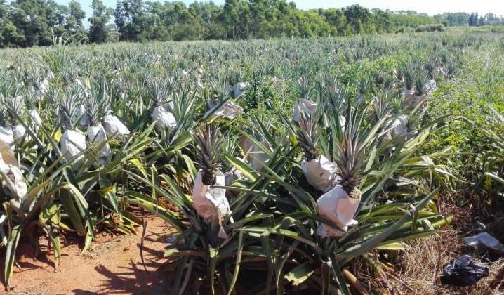 扦插月季要用生根粉泡多久,生根粉兑水扦插月季