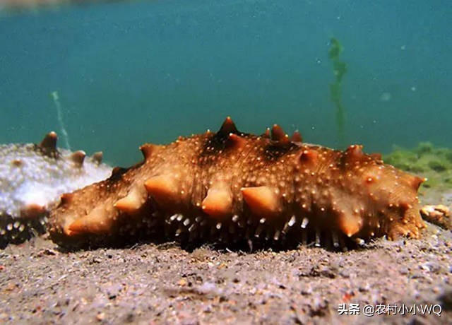 福建吊笼海参养殖技术,海参养殖技术视频全集