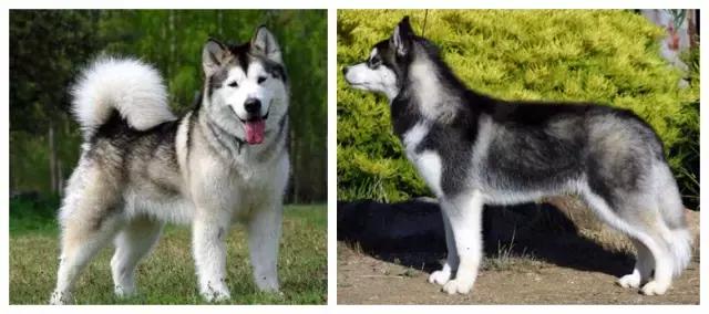 怎么区分哈士奇和阿拉斯加,怎样辨别阿拉斯加和哈士奇的区别