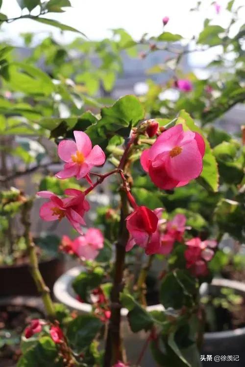 四季秋海棠的养殖方法开几次花,四季海棠秋海棠花的养殖方法