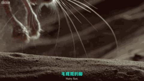 可爱的沙漠小跳鼠,米老鼠沙漠跳鼠