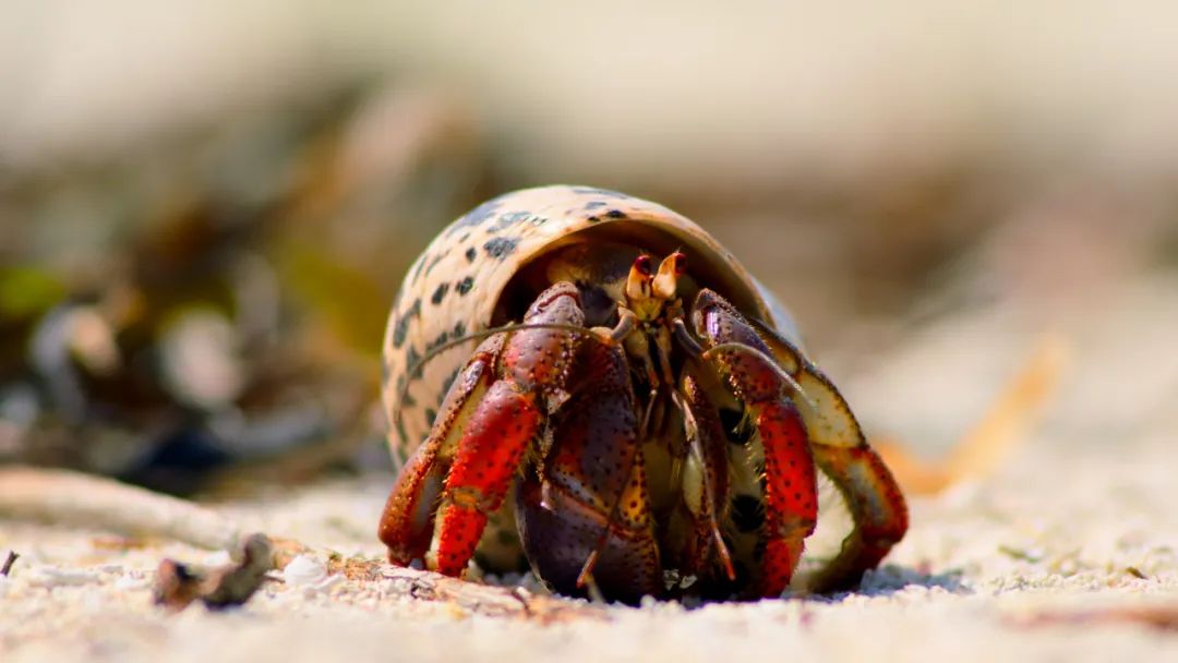 豆瓣9.6！娃刷到停不下来，还能看出人生大道理