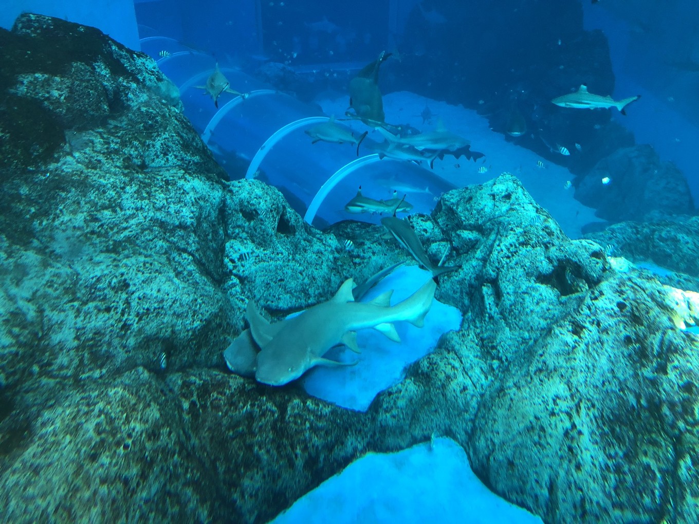 圣淘沙名胜世界攻略,请收下这份旅游攻略