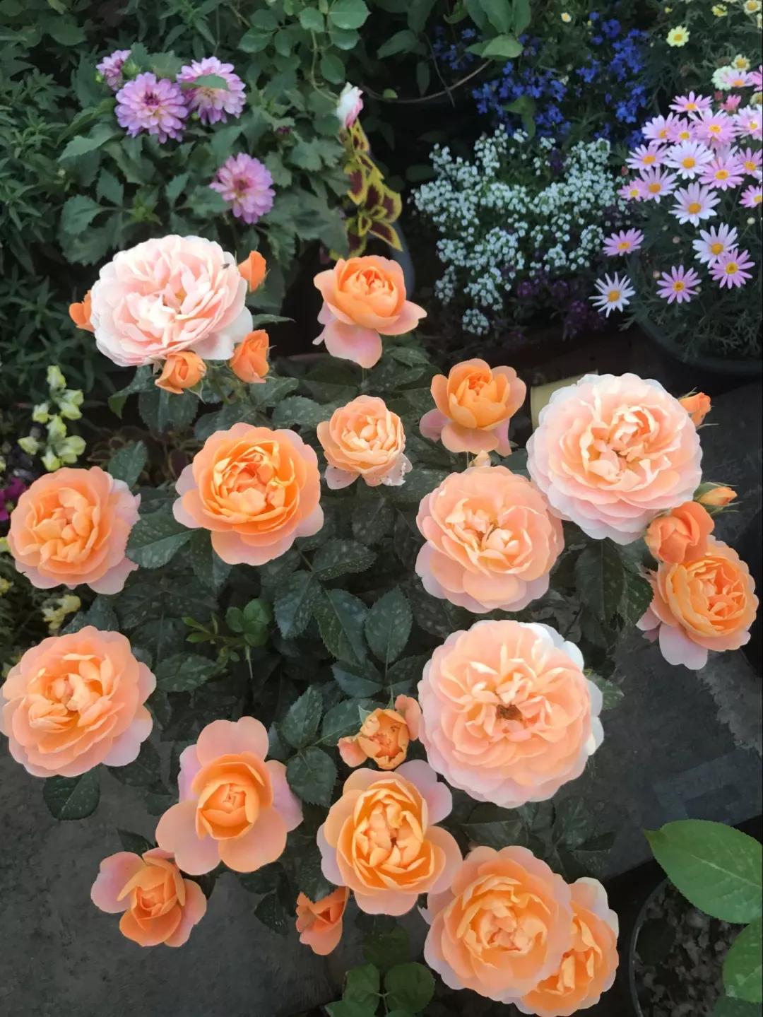 盆栽黄叶烂根什么原因,黄叶烂根怎么补救