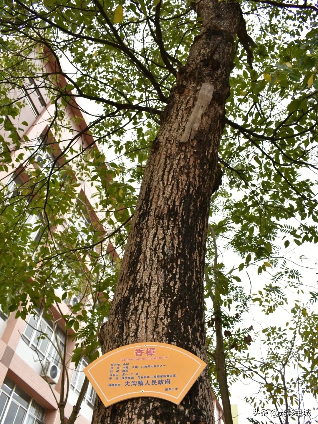 阳东二中校园,阳东二中的母校