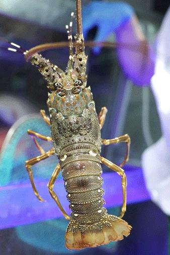 稻香“疯狂海鲜节”，1元得鲍鱼