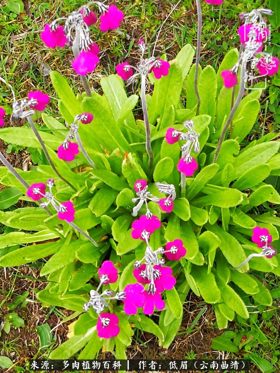 多肉看多了审美疲劳，今晚上点不一样的野味