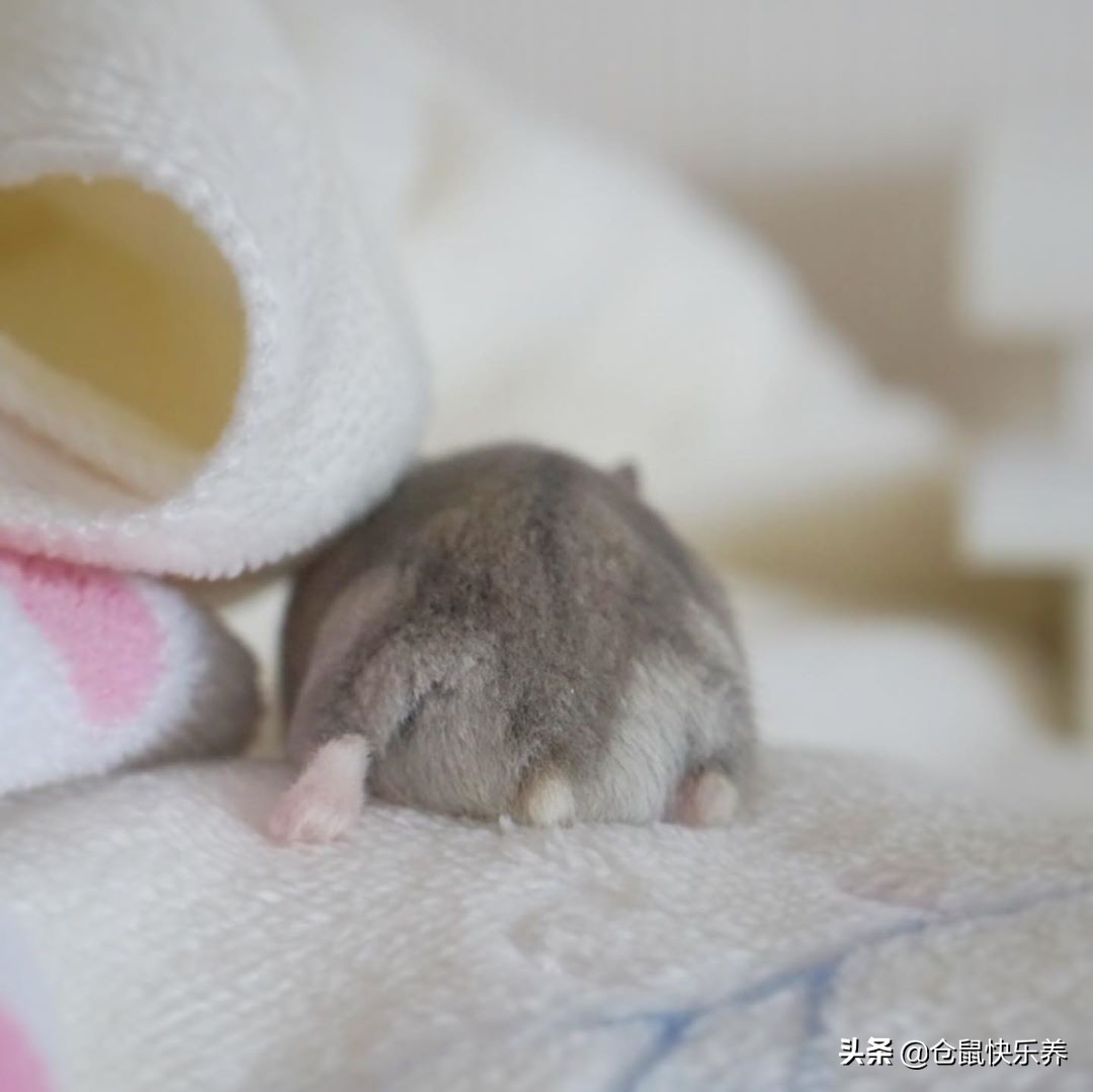 仓鼠趁主人不备钻进粮袋，被饲主发现后，鼠鼠就是不承认偷吃