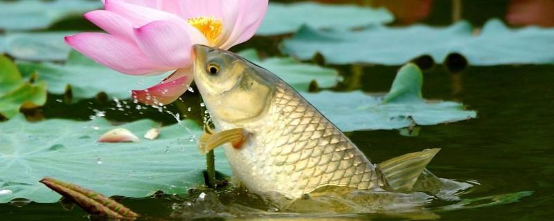 草鱼养殖盈利的最佳模式,草鱼亩产利润分析